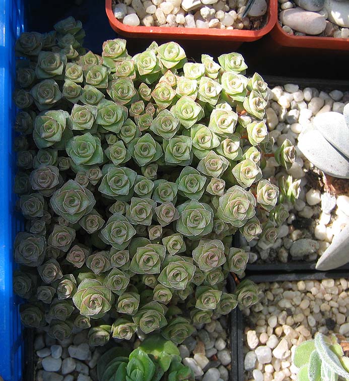Crassula_ socialis _2015.jpg
