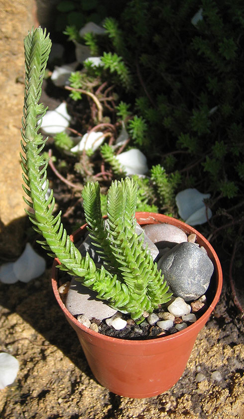Crassula_jacobseniana_may_2015.jpg