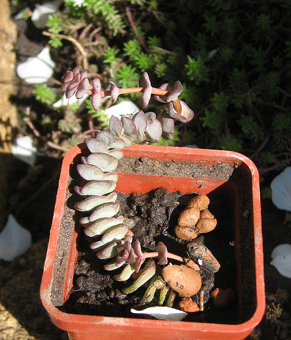 Crassula_nealiana_mayl_2015.jpg