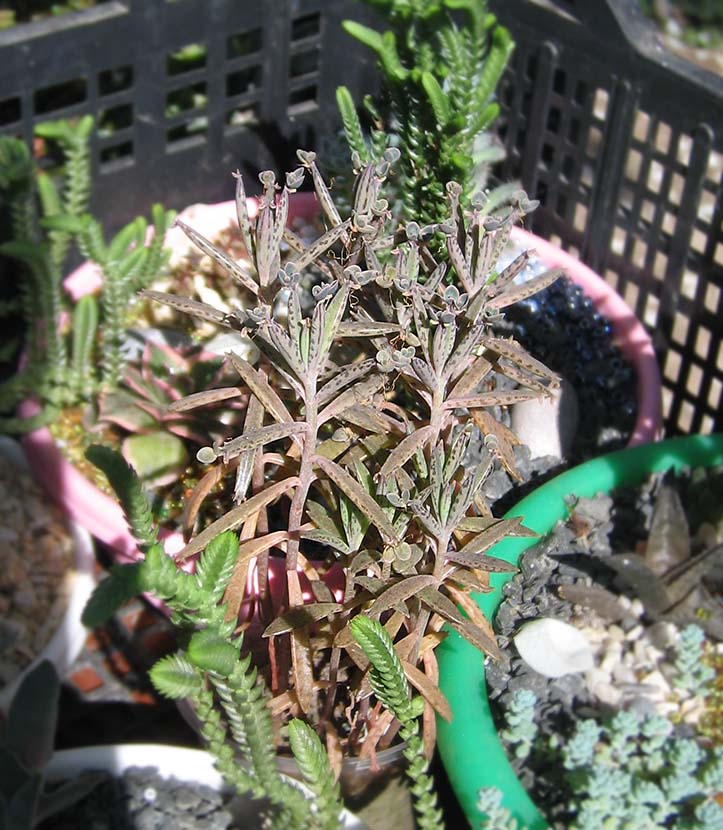Kalanchoe_tubiflora_may_2015.jpg