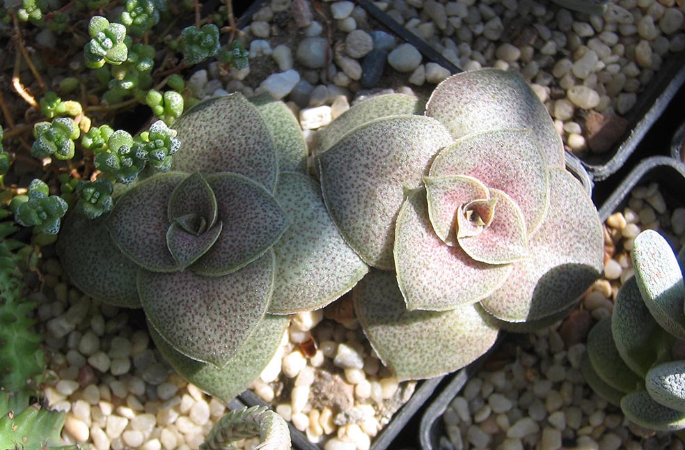 Crassula_montana_may_2015.jpg