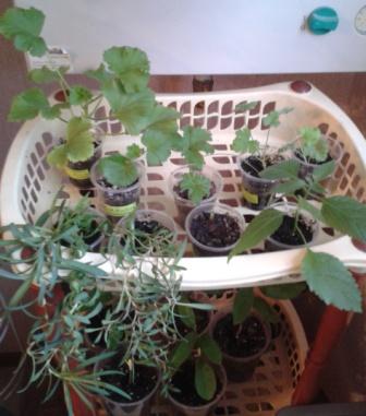 2015-05-04 19.01.18.jpg