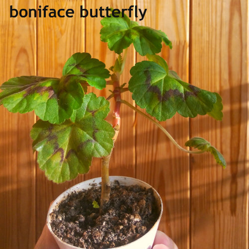 boniface butterfly12.jpg