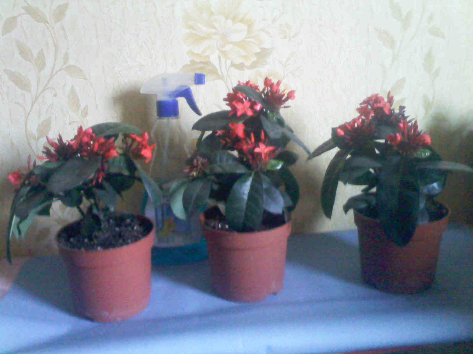 IMG01713.jpg