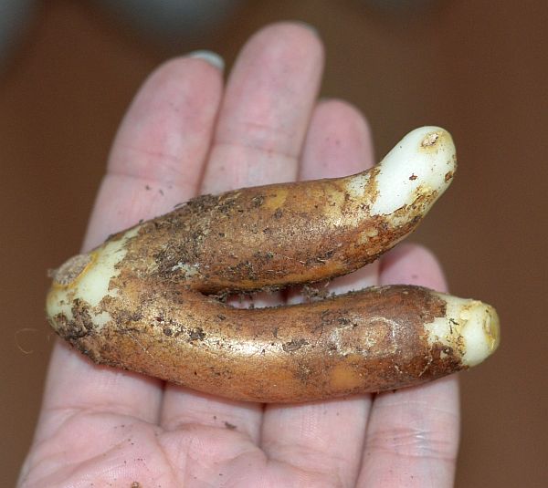 DSC_7452.JPG
