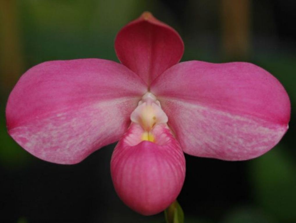 Eumelia Arias.jpg