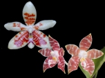 thumb_phal-inscriptio-sinensis-amboinensis.jpg