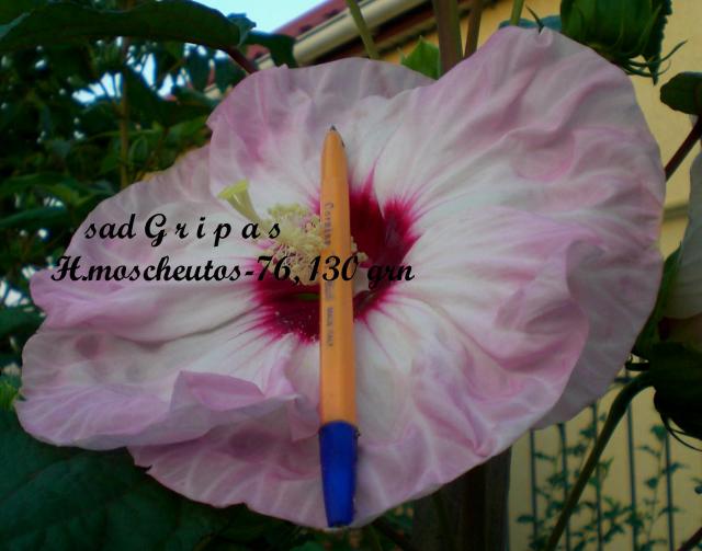 № 76.jpg