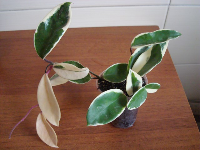 DSC00514.jpg