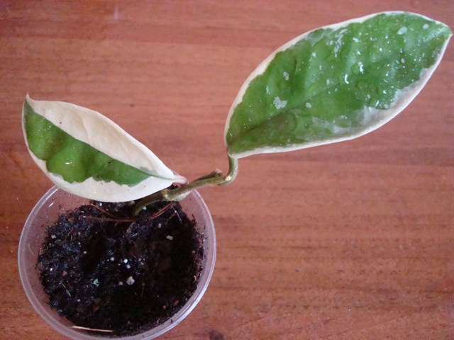 DSC00505.jpg