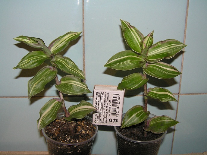 CALLISIA CONGESTA VARIEGATA по 35.JPG