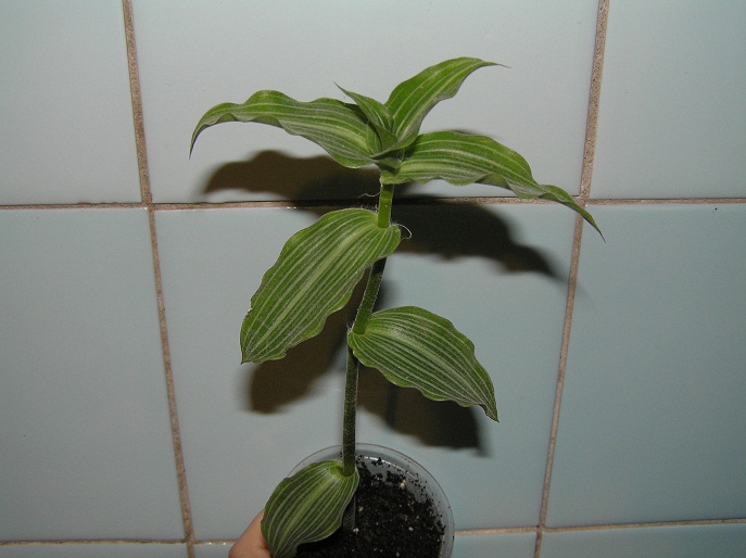 CALLISIA ELEGANS 15.JPG