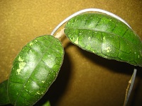IMG_5526.JPG