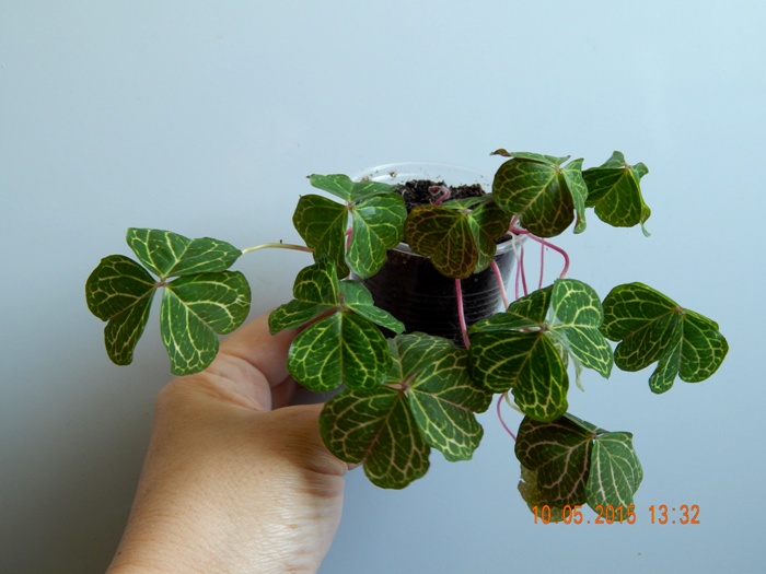 DSCN4145.JPG