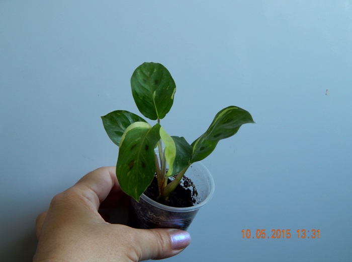 DSCN4142.JPG
