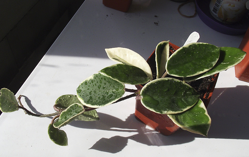 carnosa-variegata.jpg