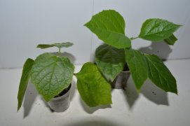 image (19).jpg