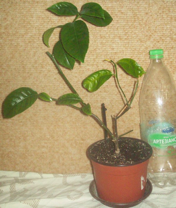 100_0684.JPG