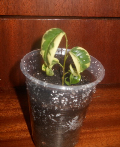 DSCN4190.JPG