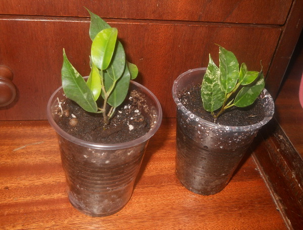 DSCN4198.JPG