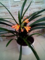 IMG_20150504_193156.jpg