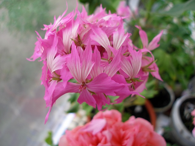 P1010215.JPG