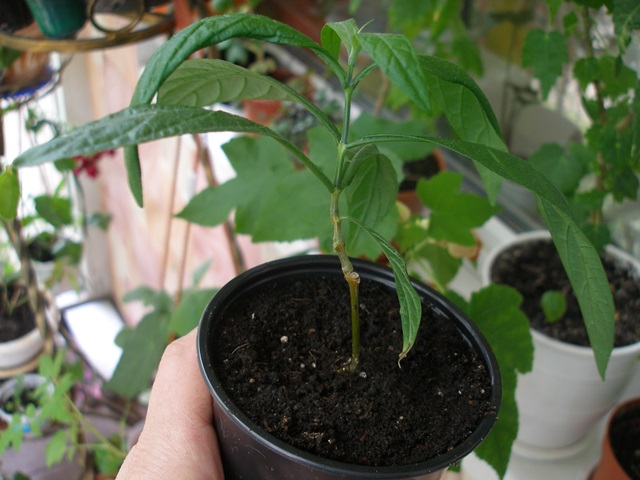 P1010591.JPG