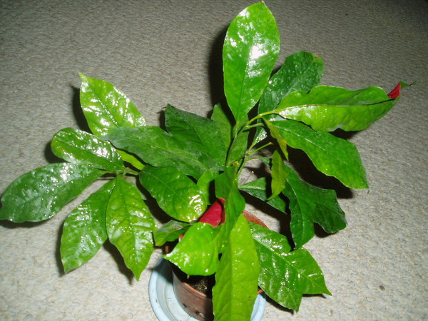 P1010159.JPG