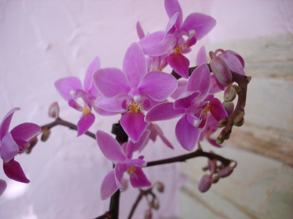 DSC08559 - копия.JPG
