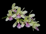 thumb_son-sedirea-japonica.jpg