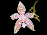 thumb_phal-phalaenopsis-hieroglyphica.jpg