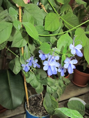 IMG_4233.JPG