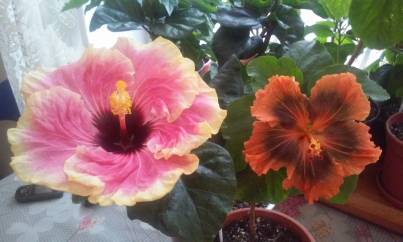 20150327_164415_403x242.jpg