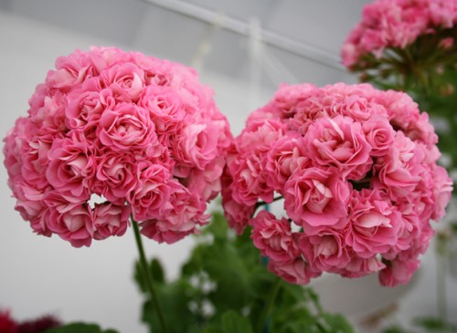 Swanland Pink Australien Pink Rosebud_.jpg