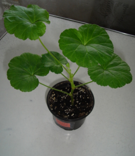 DSC00266.JPG