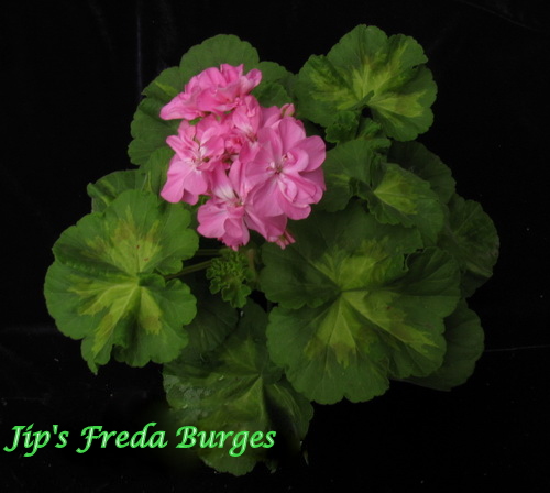 Jip's Freda Burges..jpg