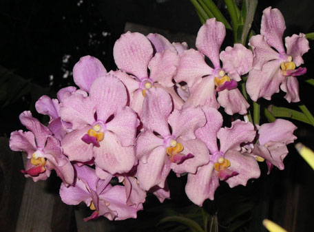 vanda-luzonica-x-nakornsawan-belle-foto-3810.jpg