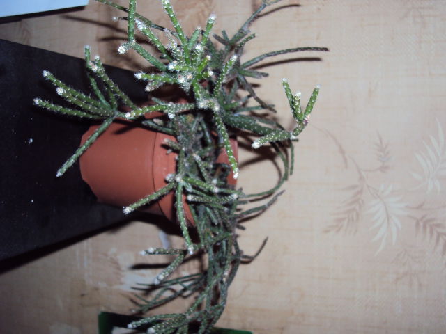 DSC00031.JPG