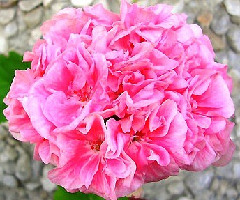 Marbacka Rose.jpg