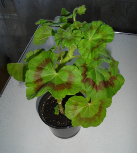 DSC00354.JPG