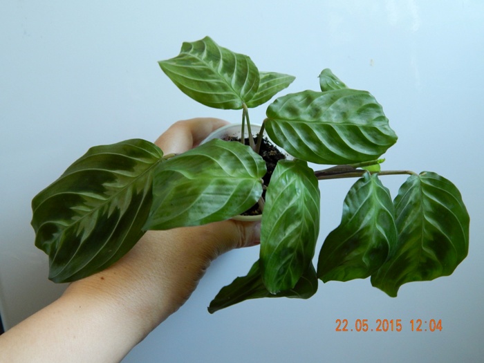 DSCN4222.JPG
