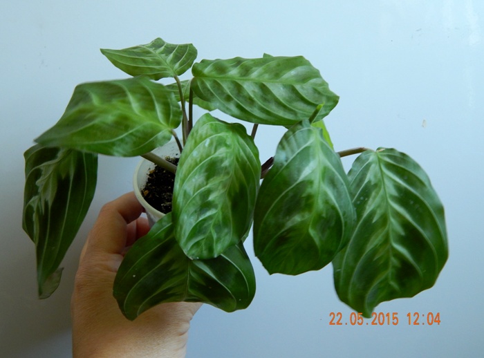 DSCN4221.JPG