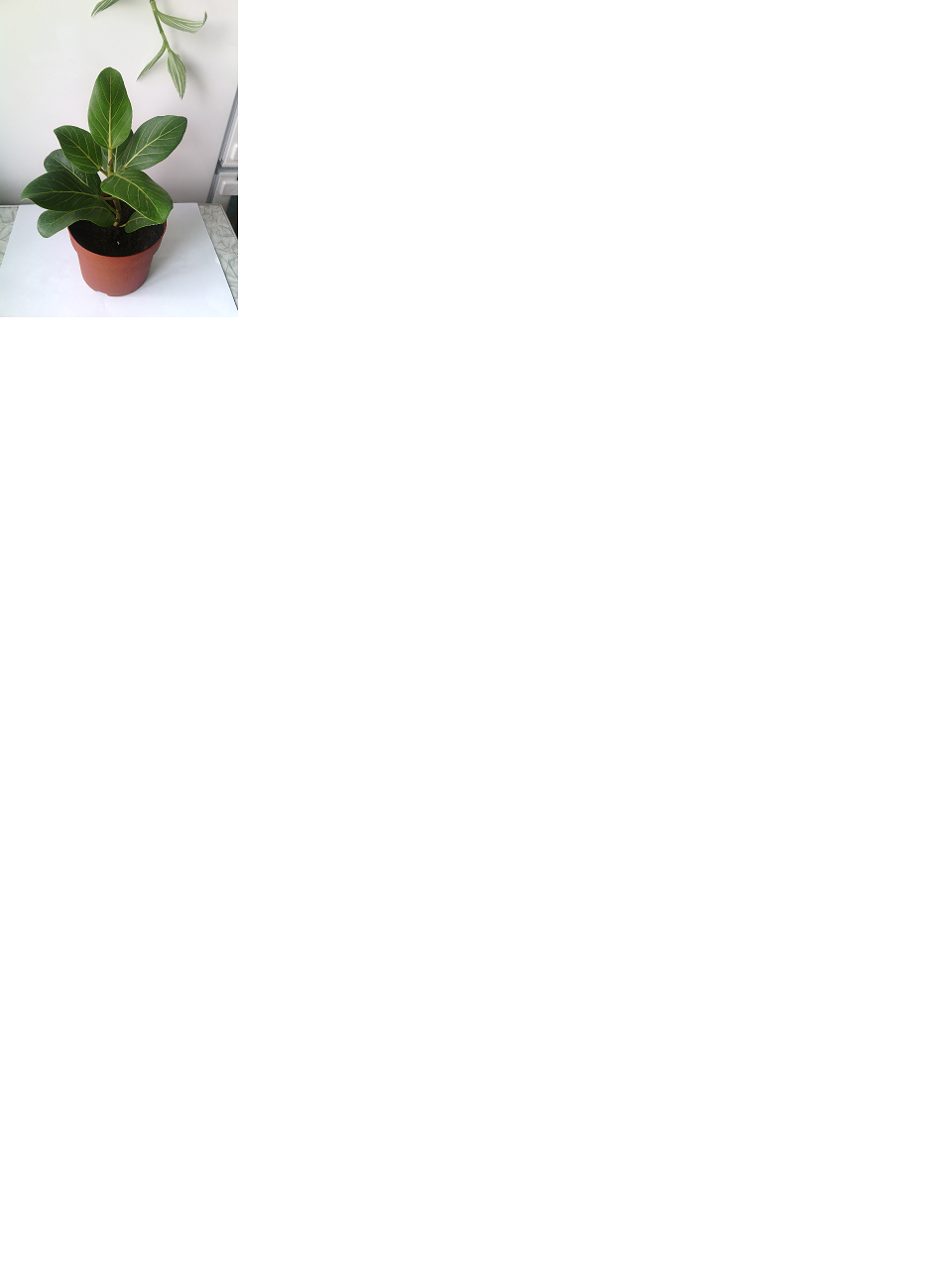 Фикус Бенгальский.png