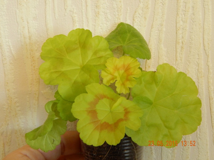 DSCN4245.JPG