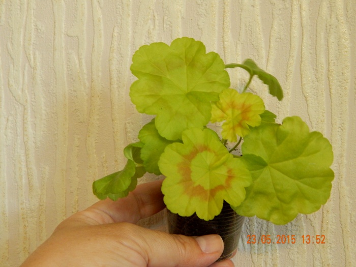 DSCN4244.JPG
