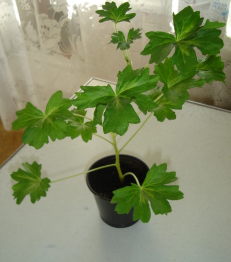 DSC00364.JPG