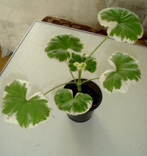 DSC00366.JPG