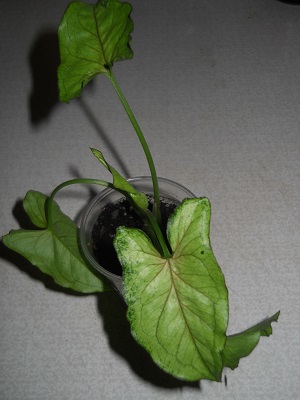 DSCN6371.JPG