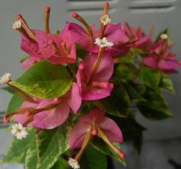 DSCN4689.JPG