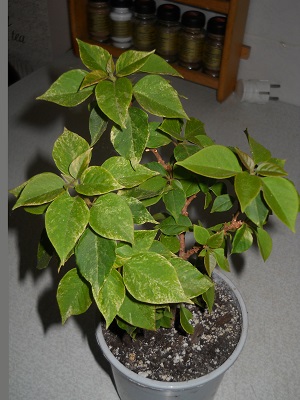 DSCN6376.JPG
